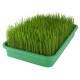 Health Collection - Organic Wheatgrass (Refill)