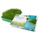 Health Collection - Organic Wheatgrass Kit