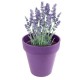 Health Collection (Bio Pots) - Lavender
