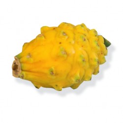 Ecuador Yellow Pitaya