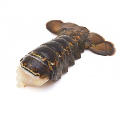US Lobster Tail